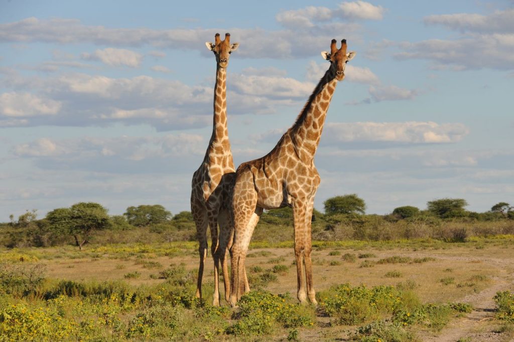 Two giraffes stand elegantly on the vast African savanna under a clear blue sky.