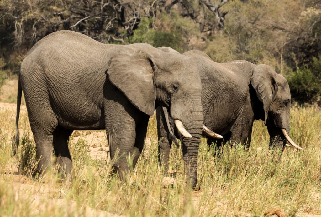 Three African elephants roam freely in a savannah, showcasing their majestic tusks and natural behavior.
