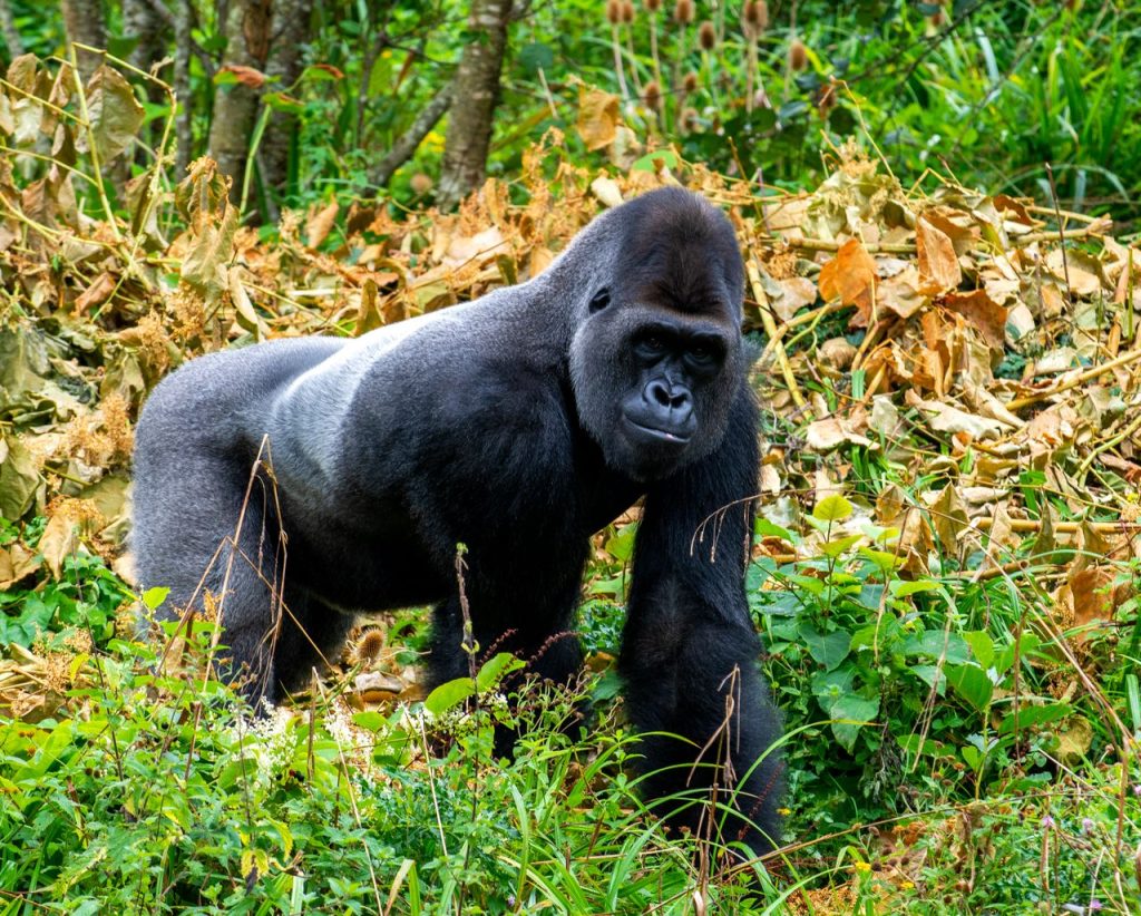 Captivating shot of a Western Lowland Gorilla in lush greenery, showcasing wildlife beauty.