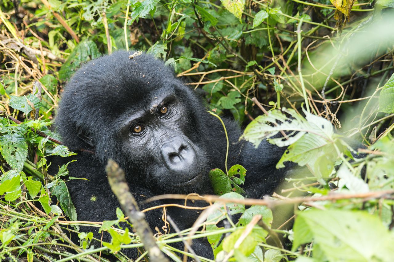 A close-up shot of a gorilla relaxing in dense green foliage, showcasing the beauty of wildlife.