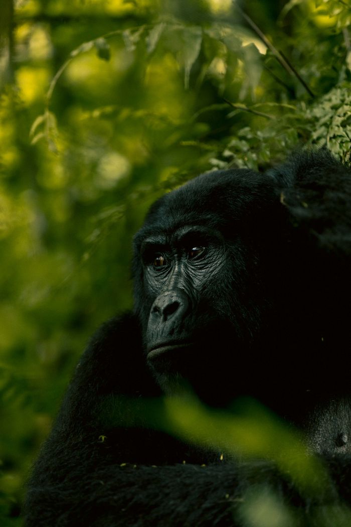 Intimate portrait of a mountain gorilla in the lush forests of Western Uganda.