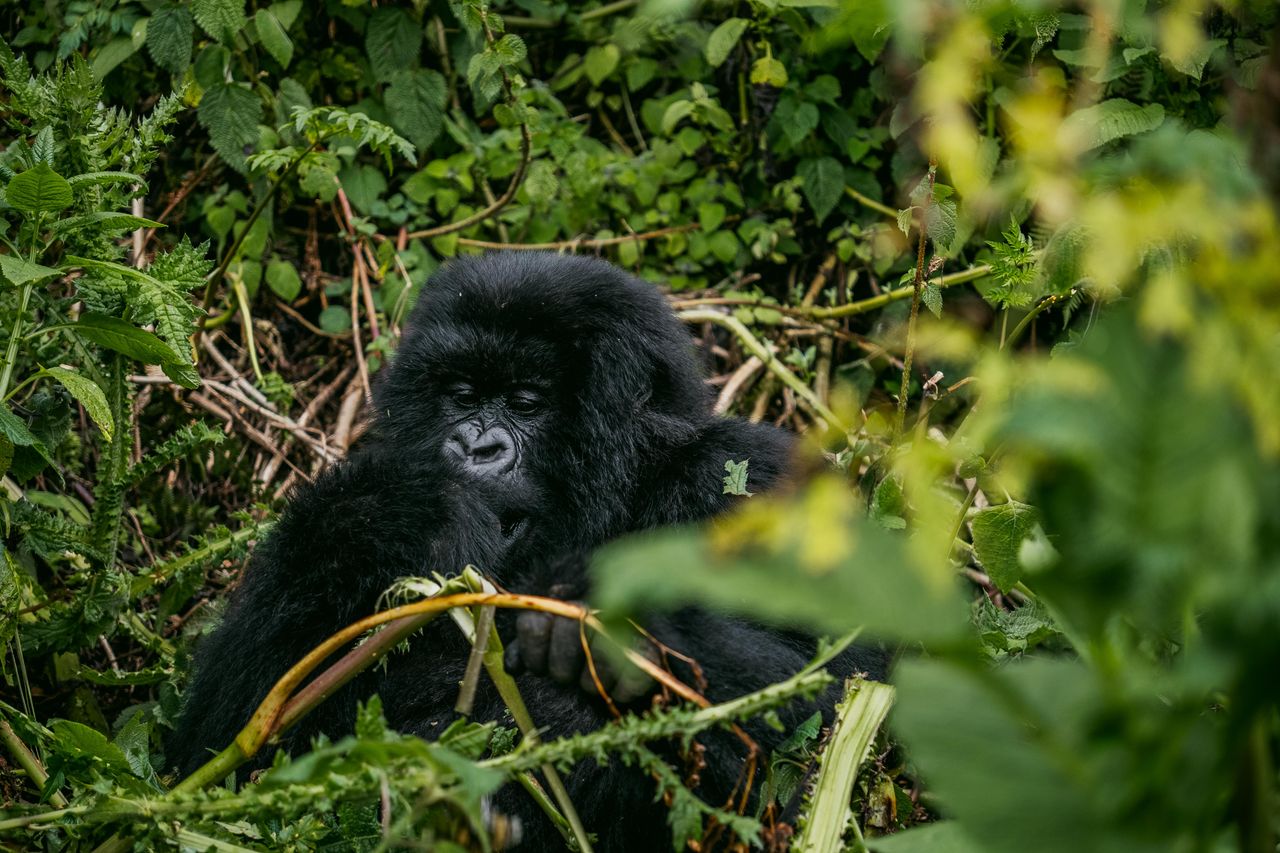 A serene mountain gorilla sitting amidst dense forest greenery, showcasing wildlife and natural habitat.