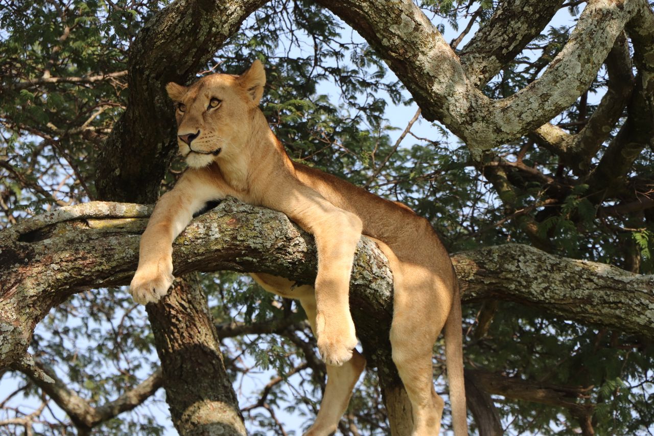 A lioness leisurely rests in the branches of a tree, showcasing her regal presence in nature.